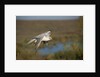 Gyrfalcon in Flight by Anonymous