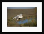 Gyrfalcon in Flight by Anonymous