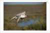 Gyrfalcon in Flight by Anonymous