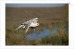 Gyrfalcon in Flight by Anonymous