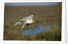 Gyrfalcon in Flight by Anonymous