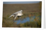 Gyrfalcon in Flight by Anonymous