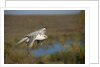 Gyrfalcon in Flight by Anonymous
