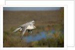 Gyrfalcon in Flight by Anonymous