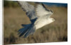 Gyrfalcon in Flight by Anonymous