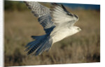 Gyrfalcon in Flight by Anonymous