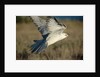 Gyrfalcon in Flight by Anonymous