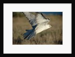 Gyrfalcon in Flight by Anonymous