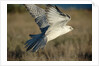 Gyrfalcon in Flight by Anonymous