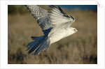 Gyrfalcon in Flight by Anonymous