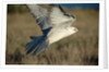 Gyrfalcon in Flight by Anonymous
