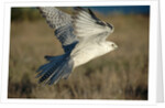 Gyrfalcon in Flight by Anonymous