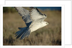 Gyrfalcon in Flight by Anonymous