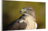 Close-up of Ferruginous Hawk by Anonymous