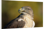 Close-up of Ferruginous Hawk by Anonymous
