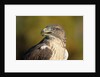 Close-up of Ferruginous Hawk by Anonymous