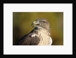 Close-up of Ferruginous Hawk by Anonymous