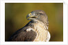 Close-up of Ferruginous Hawk by Anonymous