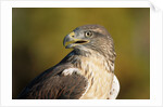 Close-up of Ferruginous Hawk by Anonymous