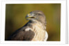 Close-up of Ferruginous Hawk by Anonymous
