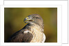 Close-up of Ferruginous Hawk by Anonymous