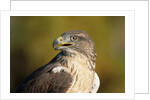 Close-up of Ferruginous Hawk by Anonymous