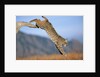 Bobcat Jumping from Branch by Anonymous