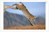 Bobcat Jumping from Branch by Anonymous