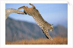 Bobcat Jumping from Branch by Anonymous
