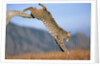 Bobcat Jumping from Branch by Anonymous