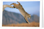 Bobcat Jumping from Branch by Anonymous