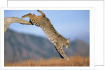 Bobcat Jumping from Branch by Anonymous