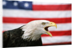 Bald Eagle Squawking with American Flag by Anonymous
