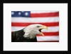 Bald Eagle Squawking with American Flag by Anonymous