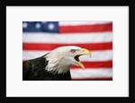 Bald Eagle Squawking with American Flag by Anonymous