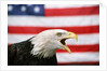 Bald Eagle Squawking with American Flag by Anonymous