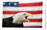 Bald Eagle Squawking with American Flag by Anonymous