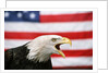 Bald Eagle Squawking with American Flag by Anonymous