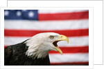 Bald Eagle Squawking with American Flag by Anonymous