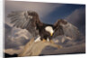 Bald Eagle Landing on Snag by Anonymous