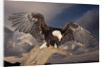 Bald Eagle Landing on Snag by Anonymous