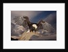 Bald Eagle Landing on Snag by Anonymous