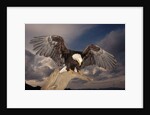 Bald Eagle Landing on Snag by Anonymous
