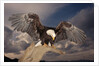 Bald Eagle Landing on Snag by Anonymous