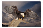 Bald Eagle Landing on Snag by Anonymous