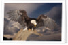 Bald Eagle Landing on Snag by Anonymous