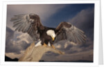 Bald Eagle Landing on Snag by Anonymous