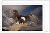 Bald Eagle Landing on Snag by Anonymous