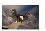 Bald Eagle Landing on Snag by Anonymous