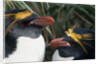Pair of Nesting Macaroni Penguins by Anonymous